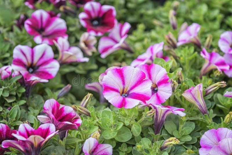 Petunia Una Popular Temporada De Otoño Ropa De Cama Planta Ornamental  Imagen de archivo - Imagen de prado, floral: 215117173