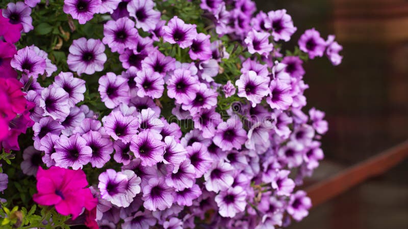 Petunia w wystroju zdjęcie royalty free Petunia w wystroju zdjęcie royalty free