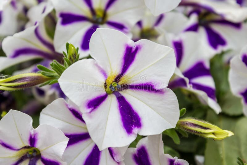 Petunia royalty free stock photos Petunia royalty free stock photos