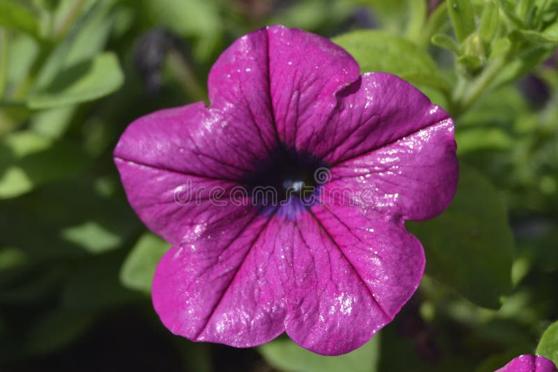 Petunias is best to buy transplants and plant them in light,well-drained soil in full sun after the last spring frost, Petunias can grow in pratial shade, But they will have fewer flowers,it`s better if the plants have shelter from the wind,