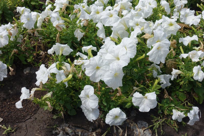 Petunias Comunes Con Flores Blancas Puras Imagen de archivo - Imagen de brillante, julio: 190644267 Petunias Comunes Con Flores Blancas Puras Imagen de archivo - Imagen de brillante, julio: 190644267