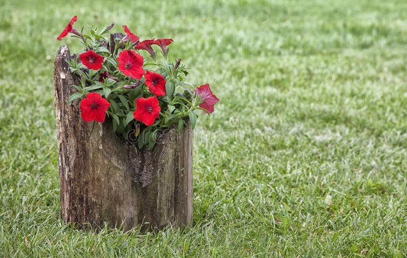 Vibrant, red petunia flowers in a hollowed log planter. Vibrant, red petunia flowers in a hollowed log planter.