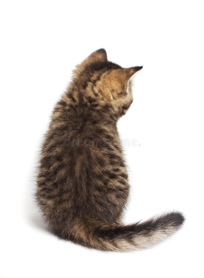 Vue De Dos De Chat Chaton Droit Ecossais Se Reposant Sur Le Blanc Photo Stock Image Du Pedigree Mignon