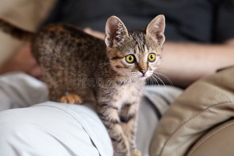 Peu chaton tigré brun mignon avec de grands yeux jaunes sur des genoux de l'homme photographie stock libre de droits Peu chaton tigré brun mignon avec de grands yeux jaunes sur des genoux de l'homme photographie stock libre de droits