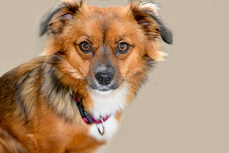Peu de chiot avec de grands yeux étonnés. Peu de chiot de croisement avec de grands yeux regarde attentivement dans l'appareil-photo