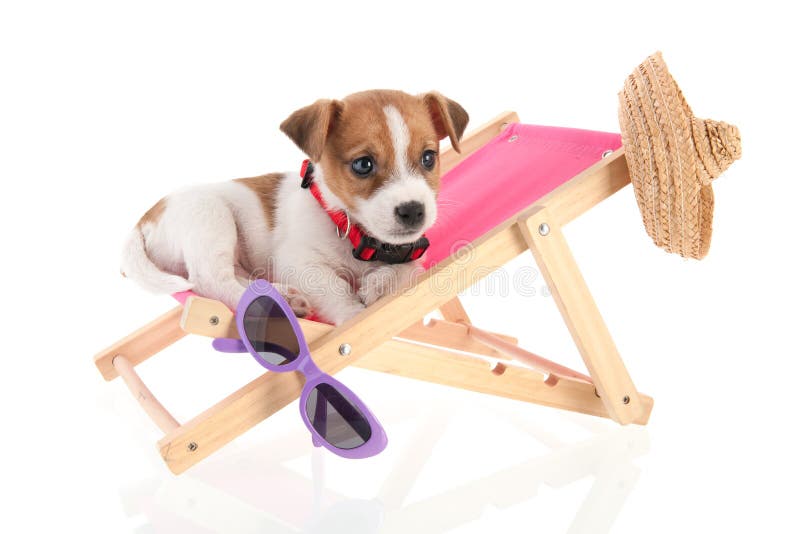 Little cute beach puppy resting in chair. Little cute beach puppy resting in chair