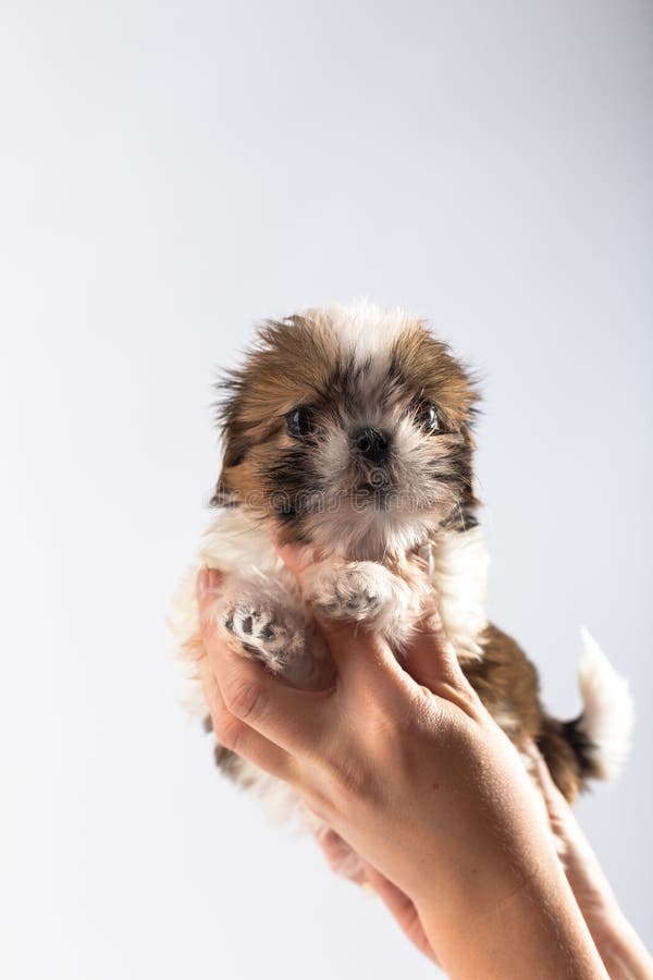 Peu de chiot mignon de tzu de shih dans la main de la femme image libre de droits Peu de chiot mignon de tzu de shih dans la main de la femme image libre de droits