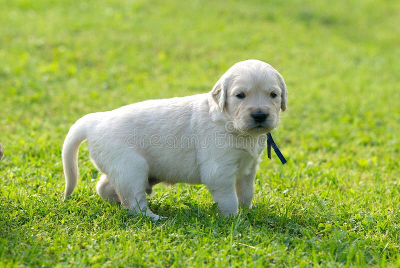 Un petit chien d'arrêt, chien de Labrador, chiot de chien d'arrêt sur le fond d'herbe verte, fin vers le haut photographie stock Un petit chien d'arrêt, chien de Labrador, chiot de chien d'arrêt sur le fond d'herbe verte, fin vers le haut photographie stock