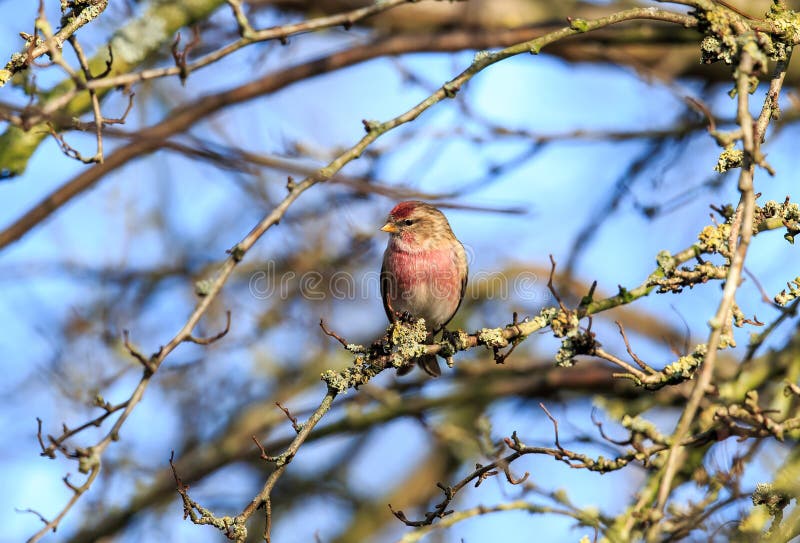 Peu de le redpoll en premier ressort photos stock Peu de le redpoll en premier ressort photos stock