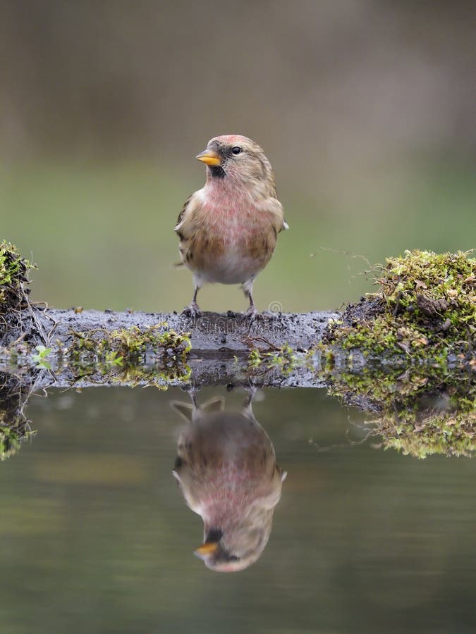 Peu de redpoll, cabaret d'Acanthis photographie stock Peu de redpoll, cabaret d'Acanthis photographie stock