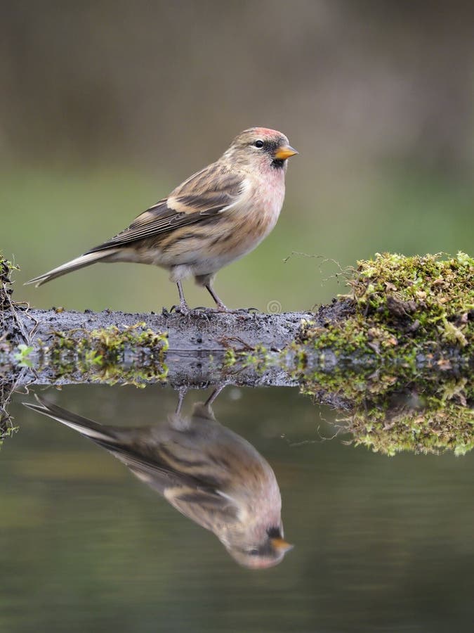 Peu de redpoll, cabaret d'Acanthis photographie stock libre de droits Peu de redpoll, cabaret d'Acanthis photographie stock libre de droits