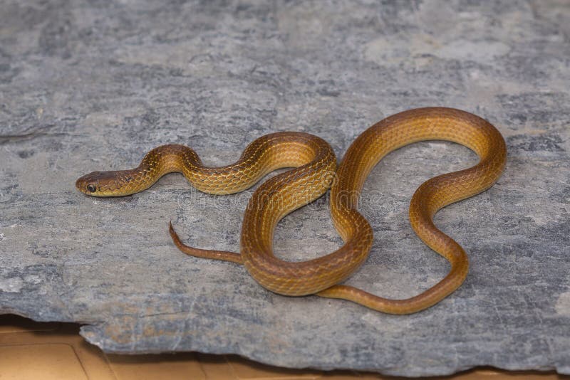 Peu de serpent étranglé rayé, calamaria de Liopeltis, rare photo libre de droits Peu de serpent étranglé rayé, calamaria de Liopeltis, rare photo libre de droits