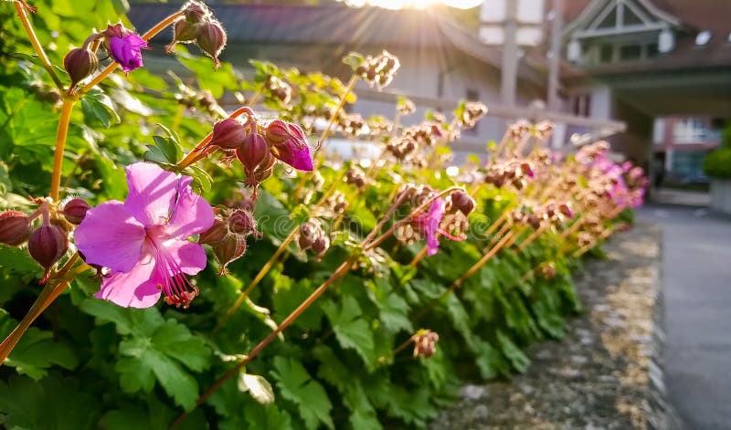 Peu, fleurs roses image stock Peu, fleurs roses image stock