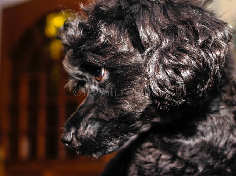 Peu jeune caniche de jouet noir photo stock Peu jeune caniche de jouet noir photo stock