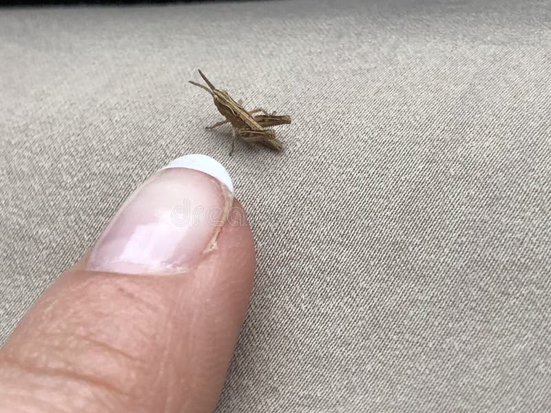 Peu sauterelle brune de petit animal dessus contre un doigt énorme image libre de droits Peu sauterelle brune de petit animal dessus contre un doigt énorme image libre de droits