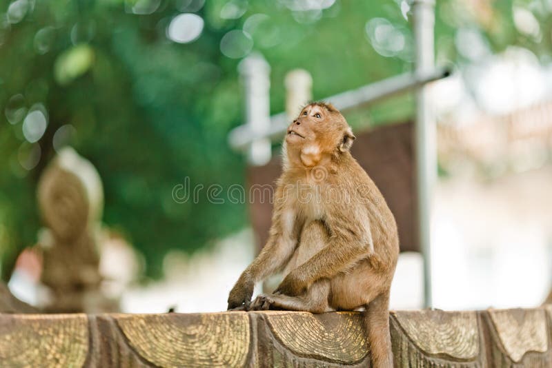 Peu singe se reposant sur un banc en Thaïlande Singe sur le fond de la jungle en parc en Thaïlande photographie stock libre de droits Peu singe se reposant sur un banc en Thaïlande Singe sur le fond de la jungle en parc en Thaïlande photographie stock libre de droits