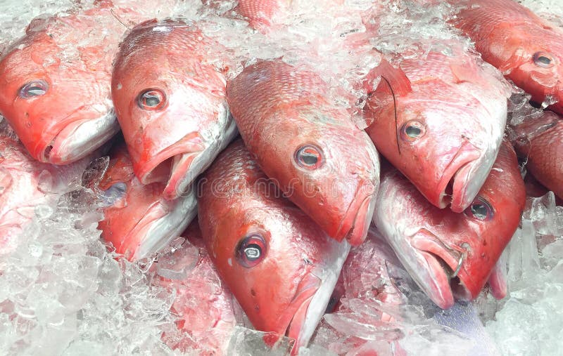 Pez pargo rojo en el mercado de pescado