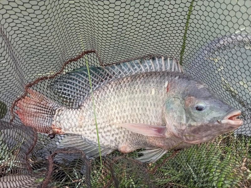 Pez tilapia en la red imagen de archivo. Imagen de animal 275226765