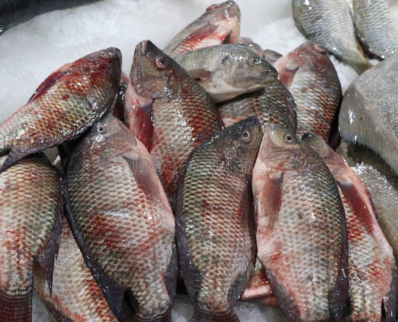 Pez Tilapia En Un Puesto De Mercado Foto de archivo Imagen de retén