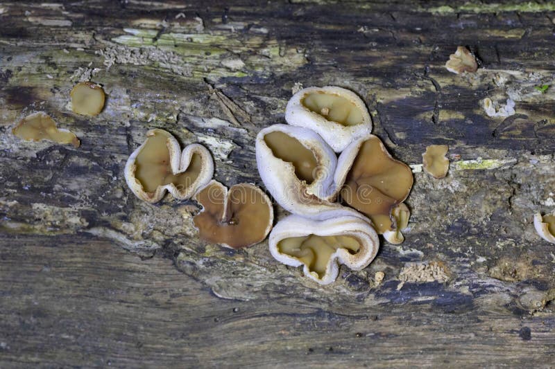 Peziza domiciliana, commonly known as the domicile cup fungus, is a species of fungus in the genus Peziza