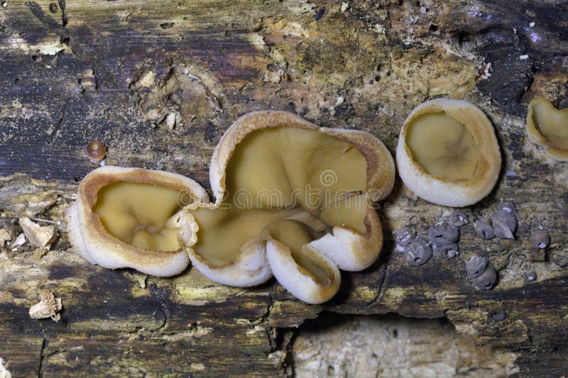 Peziza domiciliana, commonly known as the domicile cup fungus, is a species of fungus in the genus Peziza