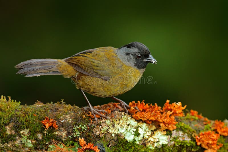 Pezopetes capitalis, Large-footed Finch, sitting on the orange and green mossy branch. Wildlife in Costa Rica, mountain bird in stock photo Pezopetes capitalis, Large-footed Finch, sitting on the orange and green mossy branch. Wildlife in Costa Rica, mountain bird in stock photo