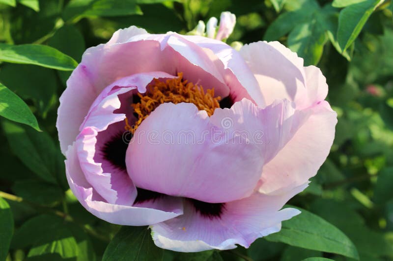 Roka's peonies Icy Heart Pink Lotus are fairly easy-to-care-for plants that will diversify and decorate any area.Rock peonies (Paeonia rockii) are a type of tree peonies. Named after Harvard University researcher Joseph Rock. They grow in the mountains of Gansu (northwest China) and the adjacent provinces of China.Cultivated as ornamental plants all over the world. Cultivated tree peonies derived from this species belong to a group of cultivars known as Gansu Mudan, or "Gansu Tree Peonies". In addition, Peonies of the Rock are used as herbal medicinals in traditional Chinese medicine.Paeonia rockii stands out with dark purple and red spots at the base of the petals. Bushes up to 1.5 meters high on average look festive during flowering due to the appearance and shape of the bud. Diameter from 18 to 25 cm. They have a strong pleasant aroma that can dominate the aroma of other flowers.Several rows of heart-shaped petals with a transition from dark pink to a pale shade are located around a yellow-brown center. The beauty and fragility of the flowers is favorably shaded by the rich green background of the leaves. They like the sun and light shading. They show themselves better on fertile, drained soils. It is better to plant from August to September. Do not need frequent watering. 3 feedings with watering in the summer are enough. Rock peonies are very resistant to drought and frost. Roka's peonies Icy Heart Pink Lotus are fairly easy-to-care-for plants that will diversify and decorate any area.Rock peonies (Paeonia rockii) are a type of tree peonies. Named after Harvard University researcher Joseph Rock. They grow in the mountains of Gansu (northwest China) and the adjacent provinces of China.Cultivated as ornamental plants all over the world. Cultivated tree peonies derived from this species belong to a group of cultivars known as Gansu Mudan, or "Gansu Tree Peonies". In addition, Peonies of the Rock are used as herbal medicinals in traditional Chinese medicine.Paeonia rockii stands out with dark purple and red spots at the base of the petals. Bushes up to 1.5 meters high on average look festive during flowering due to the appearance and shape of the bud. Diameter from 18 to 25 cm. They have a strong pleasant aroma that can dominate the aroma of other flowers.Several rows of heart-shaped petals with a transition from dark pink to a pale shade are located around a yellow-brown center. The beauty and fragility of the flowers is favorably shaded by the rich green background of the leaves. They like the sun and light shading. They show themselves better on fertile, drained soils. It is better to plant from August to September. Do not need frequent watering. 3 feedings with watering in the summer are enough. Rock peonies are very resistant to drought and frost.