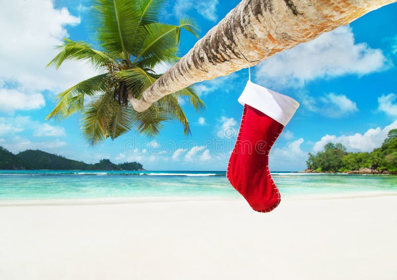 Peúga do Natal na palmeira na praia tropical do oceano foto de stock royalty free Peúga do Natal na palmeira na praia tropical do oceano foto de stock royalty free