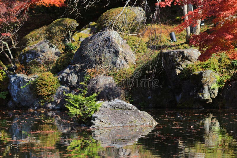 Pełni czerwoni liście w Japan uprawiają ogródek przy Kyoto obraz stock Pełni czerwoni liście w Japan uprawiają ogródek przy Kyoto obraz stock