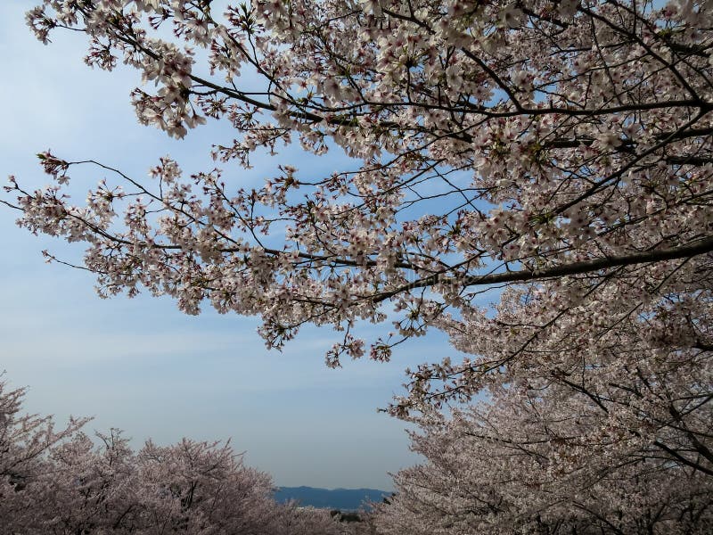 Pełnych kwitnienie menchii Czereśniowy okwitnięcie lub Sakura z niebieskim niebem obrazy royalty free Pełnych kwitnienie menchii Czereśniowy okwitnięcie lub Sakura z niebieskim niebem obrazy royalty free