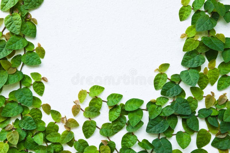 Pełzacza zielonej rośliny ściana