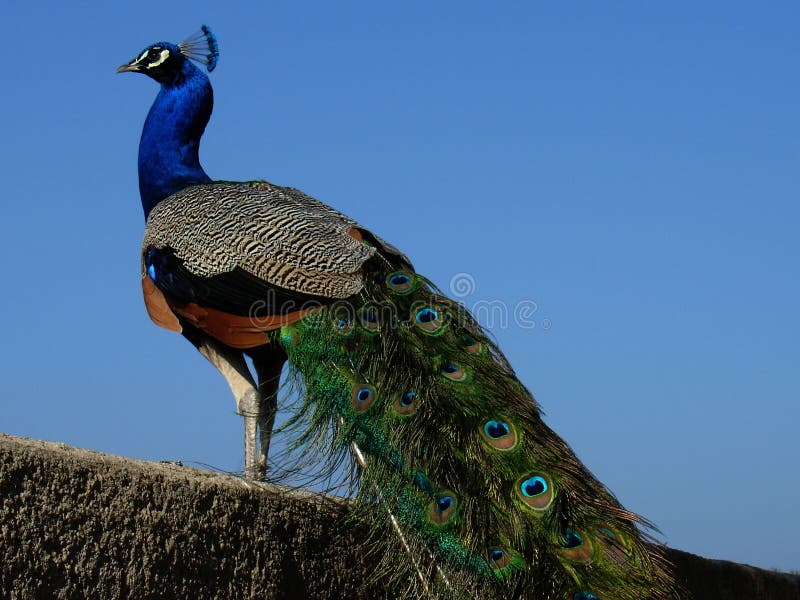 Pfau stockfoto Pfau stockfoto