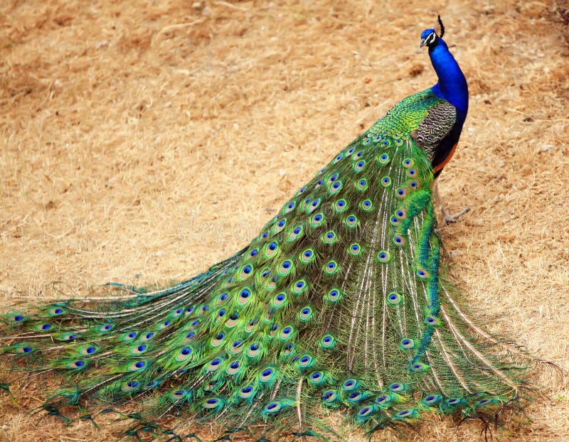 Pfau Pfau