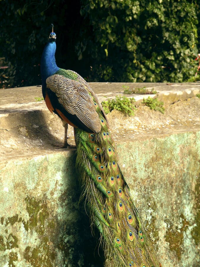 Photo of the back of a vain male peacock. Photo of the back of a vain male peacock