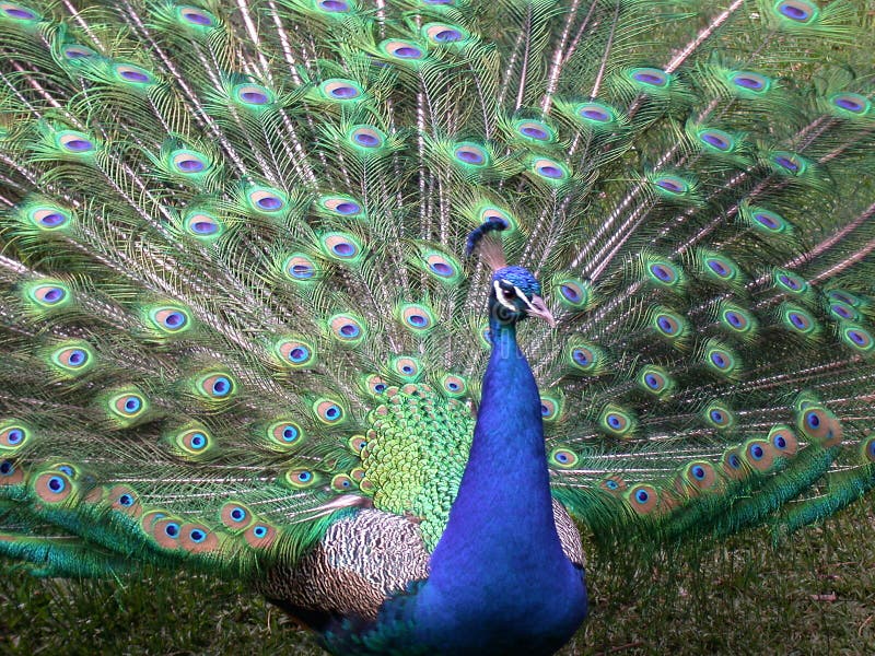 Peacock in full display Technical details: Nikon CP995, 31mm, 1/82s, 1/5.1, 100ASA. Peacock in full display Technical details: Nikon CP995, 31mm, 1/82s, 1/5.1, 100ASA