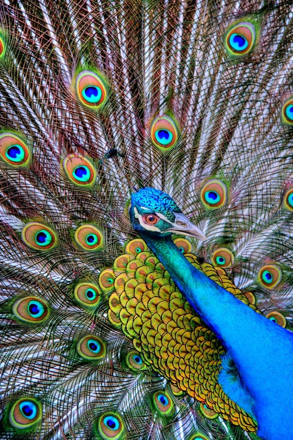 Saturated image of peacock showing off his feathers. Saturated image of peacock showing off his feathers