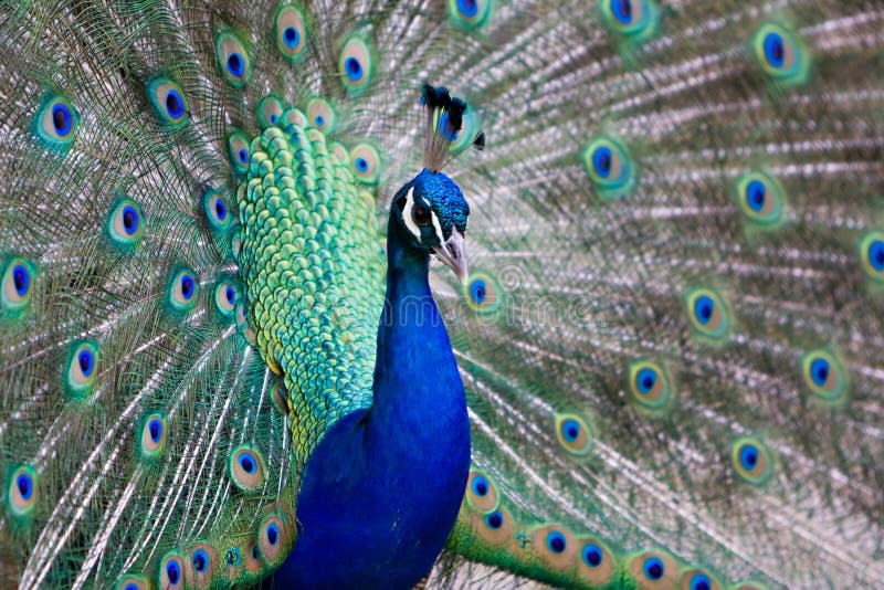 Beautiful male peacock with colorful tail fully opened. Beautiful male peacock with colorful tail fully opened