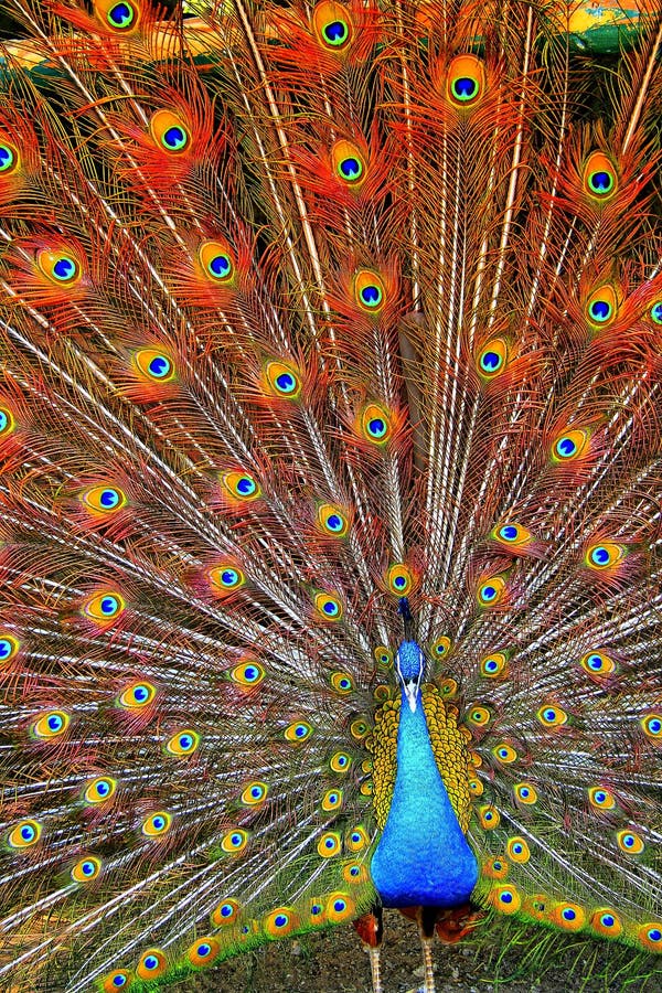 Peacock showing off its feathers. Peacock showing off its feathers