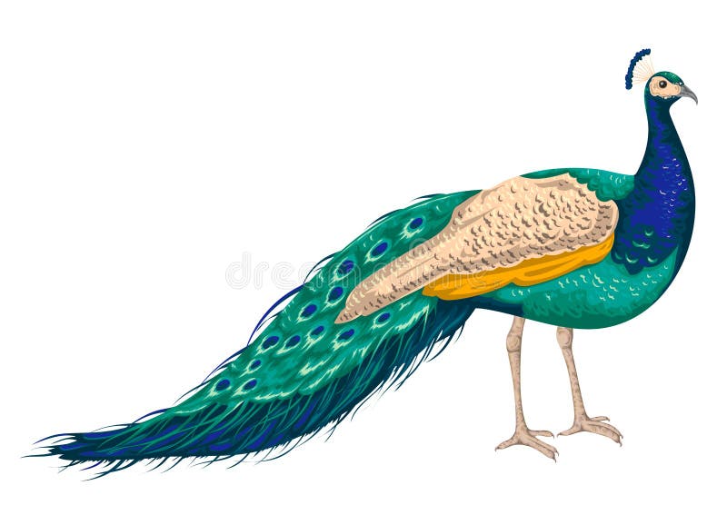 Pfau auf weißem Hintergrund lizenzfreie abbildung
