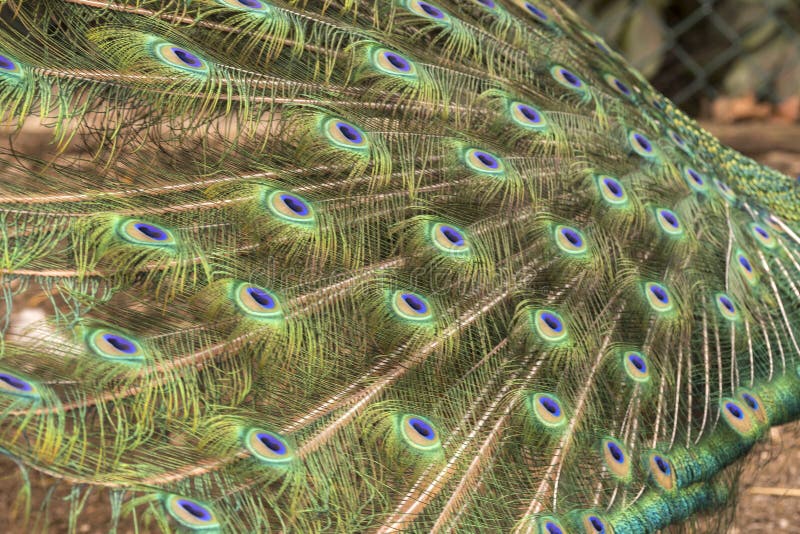 Pfau, der das Rad auf einem Rasen herstellt stockfoto Pfau, der das Rad auf einem Rasen herstellt stockfoto
