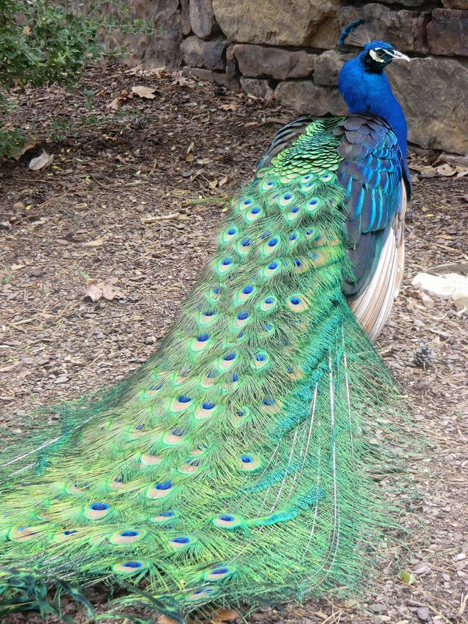 Pfau mit Endstückschwanzfeder stockfoto Pfau mit Endstückschwanzfeder stockfoto