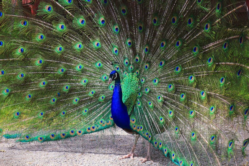 Pfau mit Schwanzfedern in einem Rad, Beacon Hill-Park, Victoria, Britisch-Columbia stockbild Pfau mit Schwanzfedern in einem Rad, Beacon Hill-Park, Victoria, Britisch-Columbia stockbild