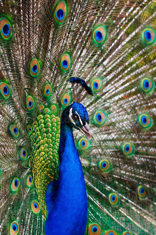 Pfau Peafowl mit seinen Heckfedern stockbilder Pfau Peafowl mit seinen Heckfedern stockbilder