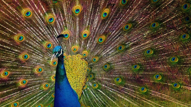 Pfau rüttelt seine Federn