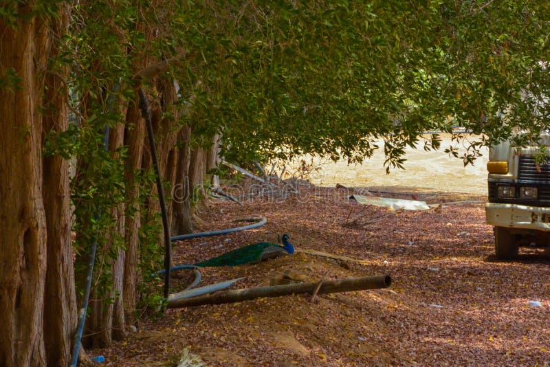 Pfau-Sitzen stockbilder Pfau-Sitzen stockbilder