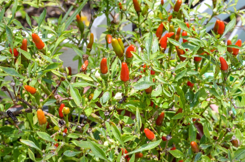 Pfefferbaum stockbild. Bild von pfeffer, blatt, spica 47880597