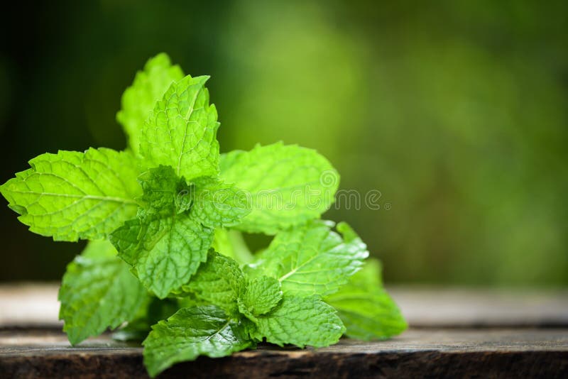 Pfefferminzblatt - frische tadellose Blätter auf einem hölzernen Naturgrünhintergrund lizenzfreie stockbilder Pfefferminzblatt - frische tadellose Blätter auf einem hölzernen Naturgrünhintergrund lizenzfreie stockbilder