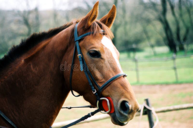 Pferd lizenzfreie stockbilder