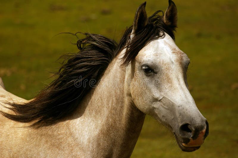 Pferd stockfotos