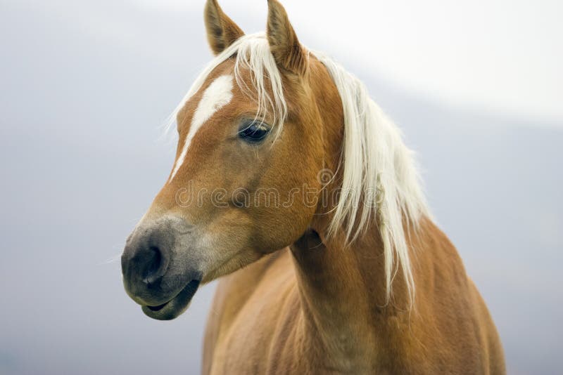 Pferd stockbild